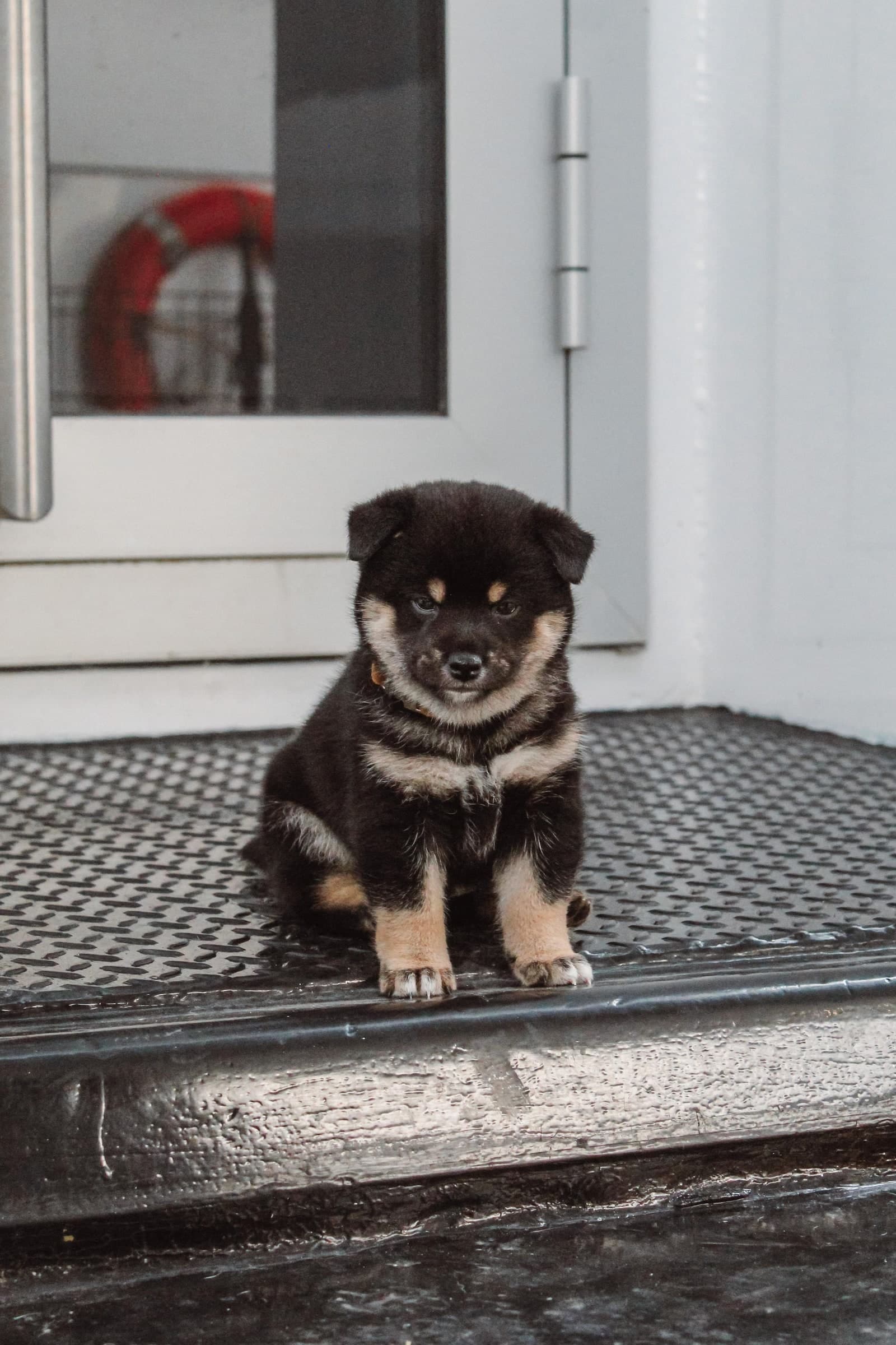 Nero als pup, zittend voor de voordeur